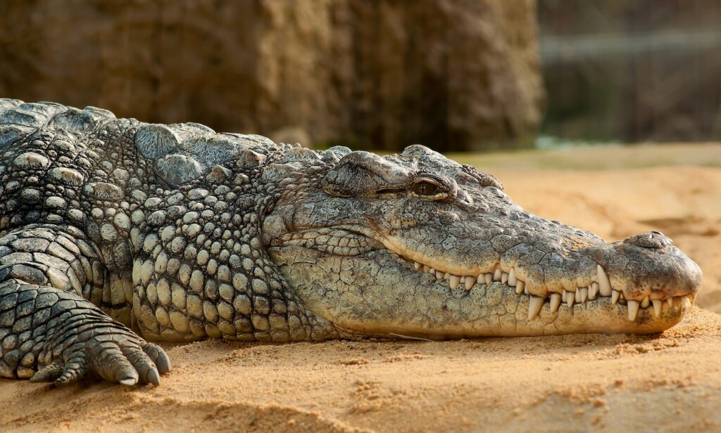 crocodile montelimar