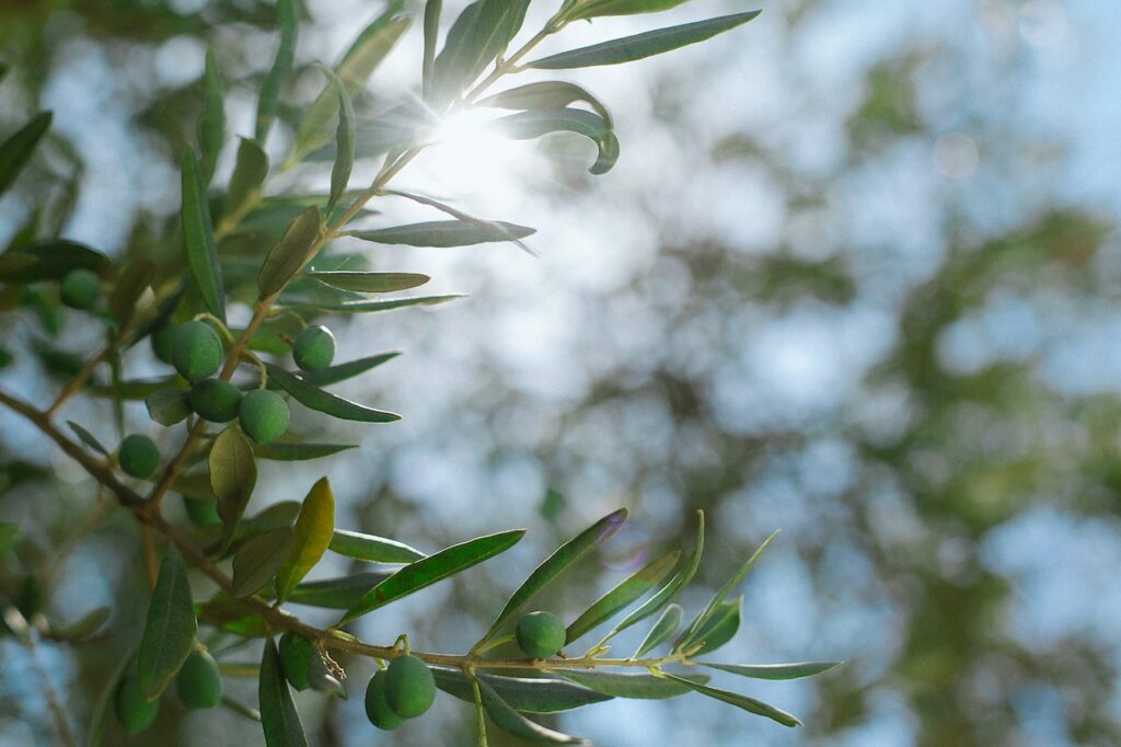 olive nyons